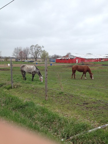 horses horse brown black grass fence eating farm gray indiana grazing