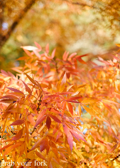 Autumn leaves in Bundanoon