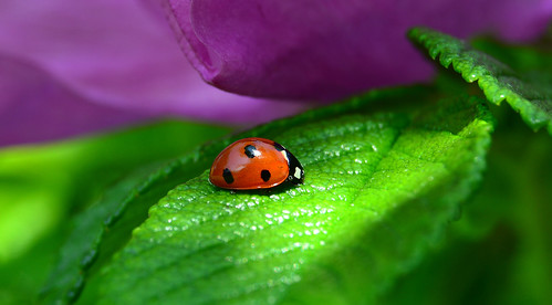 nature garden ngc ladybird coccinellidae