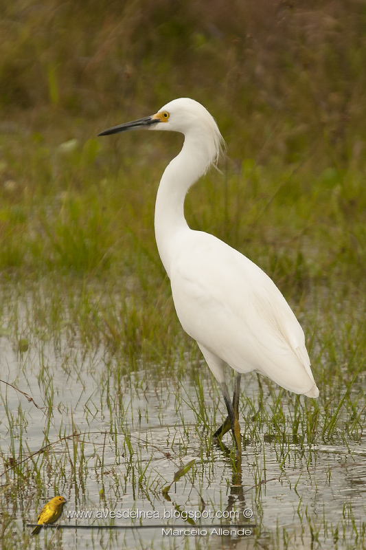 Garcita blanca ( Snowy Egret) Egretta thula