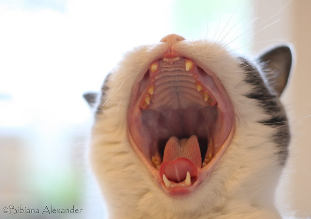 Muslim Americans "Overwhelmingly" Satisfied With Their Cats Screaming