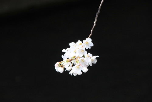 京都桜案内 sakura from kyoto