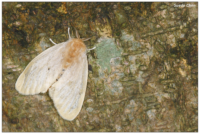 榕透翅毒蛾(雌) Perina nuda (Fabricius, 1787)