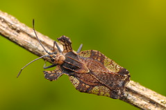 Lace Bug - Tingidae Hemiptera