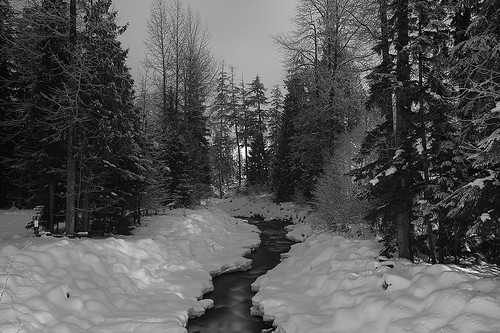 longexposure trees winter light bw snow canada tree night creek whistler blackwhite lowlight britishcolumbia freshsnow fitzsimmonscreek canoneos5dmarkii fitzsimmomstrail