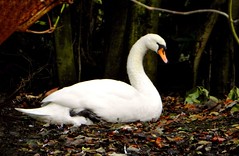 White Swan. Nikon P100. DSCN5054.