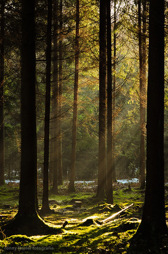 forest schweiz switzerland licht spring nikon wald ronny frühling d90 faessler ronnyfaessler ronnyfaesslerblogspotcom