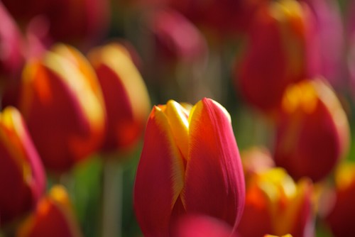 red yellow early frozen dof tulips artificial fantasticflower