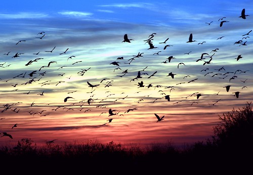 sunset everglades florida boyntonbeach unitedstates arthurrmarshall loxahatchee national wildlife refuge nature birds ibis outdoor sky abundantflock