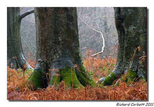 trees winter mist rain geotagged moss hampshire monsterfeet challengeyouwinner justpentax pentaxk20d creechwoods geo:lat=5089741039925577 geo:lon=10828666455078118