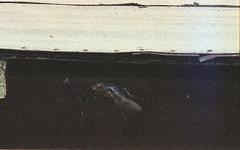 Barn Swallow DEFWR 2k6 1