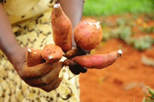 education kenya sweet potato drought educational agriculture climatechange climate adaptation outreach eastafrica mitigation foodsecurity ccafs amkn cgiarclimate farmertestimonials kiaragana