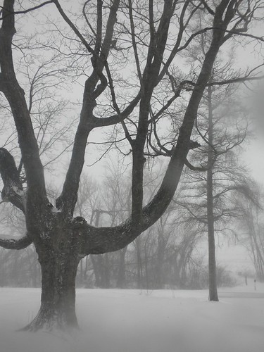 winter usa snow storm tree minnesota