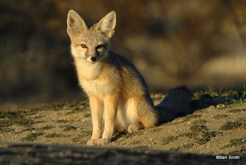 desert kit fox