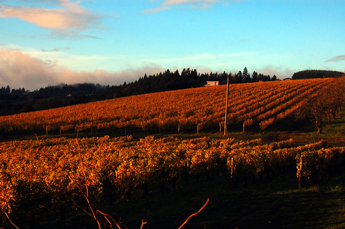 oregon wine pinotnoir willamettevalley