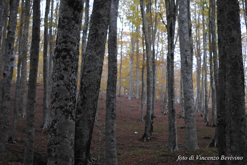 wood autumn nature foglie alberi fiume natura ponte autunno calabria beech catanzaro fagus beechwood faggio fiumiciattolo faggi faggeta serrastretta nikonclubit