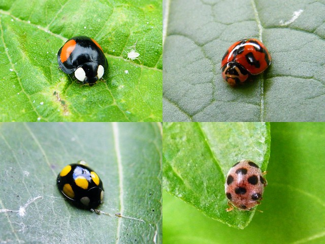 各種瓢蟲：左上 赤星瓢蟲，右上 六條瓢蟲，左下 六星瓢蟲，右下 苧麻十星瓢蟲。攝影：李鍾旻。
