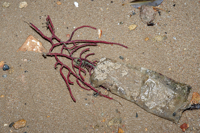 Uprooted Gnarled sea fan (Echinomuricea pulchra) entangled in drink packet
