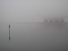 fog, with bridge and birds