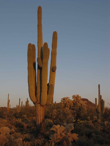 arizona usa cacti landscapes desert unitedstatesofamerica sunsets gps 2010 saguarocactuscarnegieagigantea jumpingchollacylindropuntiafulgidachainfruitcholla