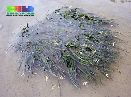 Tanah Merah after the oil spill: Blooming Tape seagrass (Enhalus acoroides)