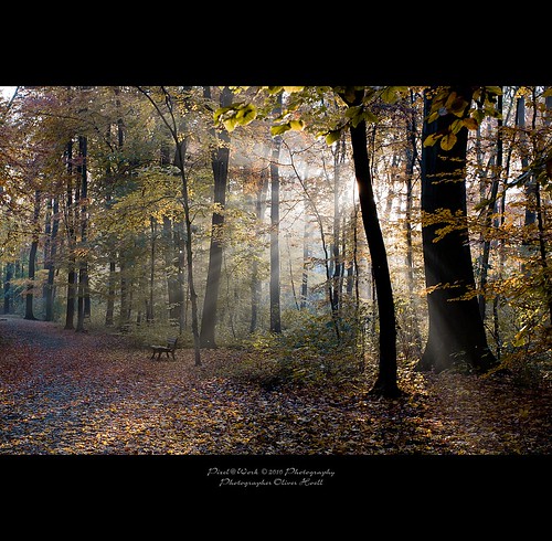 trees sun nature forest photoshop canon landscape eos yahoo google flickr raw image © hannover adobe 1740mm sunbeams 2010 lightroom copyrighted pixelwork canonllens 500px thesecretlifeoftrees canon1740f4lusmgroup thelightpainterssociety oliverhoell magicunicornverybest theacademytreealley pixelwork©10photography photographeroliverhoell allphotoscopyrighted