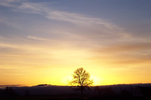sunset tree oregon corvallis