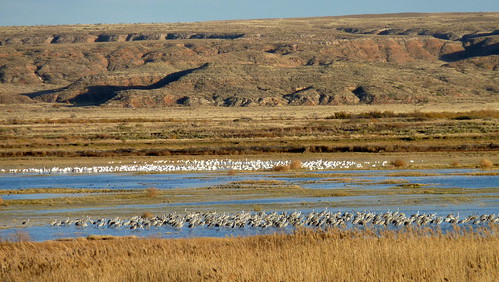 usa newmexico bird animal crane wildlife goose sandhillcrane snowgoose gruscanadensis chencaerulescens bitterlakenationalwildliferefuge
