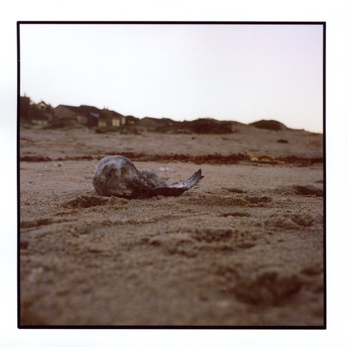 light bird tlr film beach animal rollei sunrise mediumformat dead sand decay seagull kelp 120mm rolleicord notroadkill rolleicordv montereydunes naturaldeath