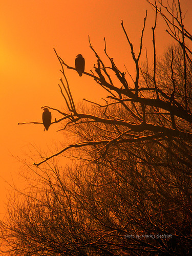 sunset sunrise eagles marinette