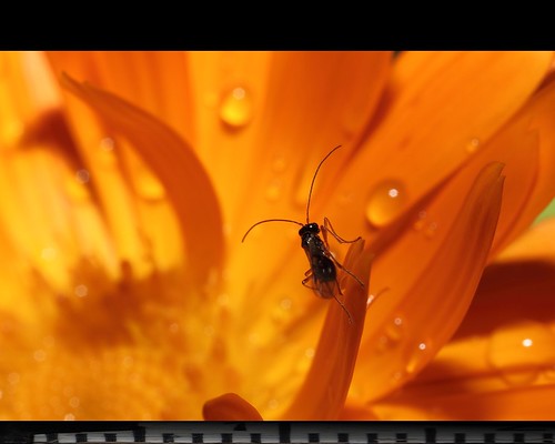 orange flower macro water animal yellow closeup canon insect drops ant planet makro mpe themacrogroup