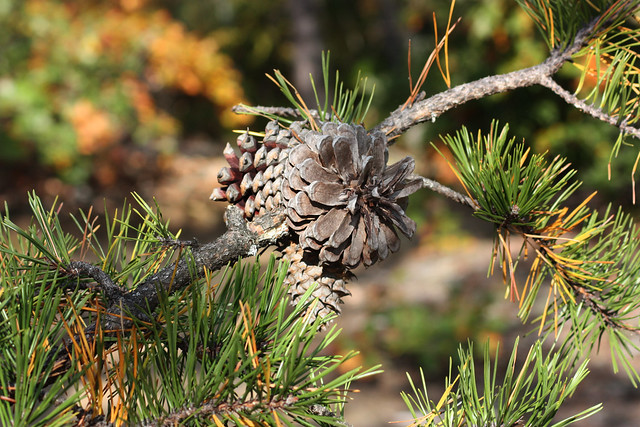 The seed pods of a pinecone feature two spirals opposite from each other and  matching adjacent numbers in the Fibonacci series.