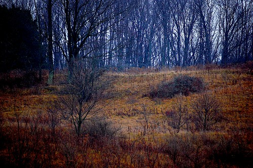 november trees rain fallfoliage autumncolor elkcreek schenevus otsegocounty edbrodzinsky