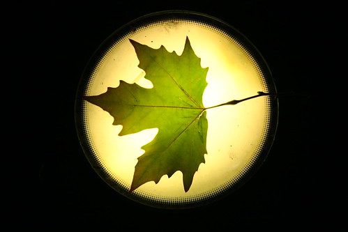 Leaf in the stage. 