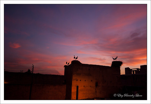 pink blue sunset red rose azul rouge atardecer twilight rojo rosa bleu morocco maroc marrakech 365 crepusculo marruecos crepuscule stork coucherdesoleil cigüeña cigogne 60dd12d667734b5b9c82cd929bd6911d