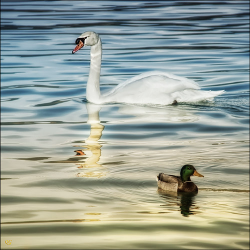 naturaleza nature canon geotagged duck swan natura girona pato catalunya cisne cigne banyoles gener ànec specialtouch estanydebanyoles quimg quimgranell joaquimgranell afcastelló obresdart diluïts gettyimagesspainq1