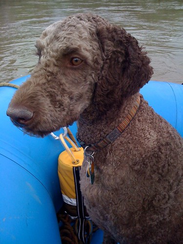 dog poodles dogs apple water river colorado flickr charles charlie rafting poodle bailey coloradoriver standard poudre 3gs reynolds iphone waterdog standardpoodle flickrpublic charlesreynolds charliereynolds