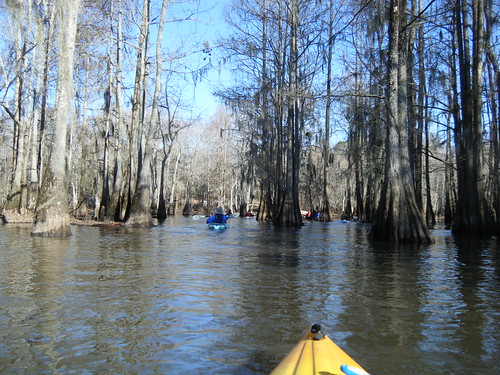 sc unitedstates rimini kayaking paddling pinewood panoramio lowcountryunfiltered sparkleberryswamp