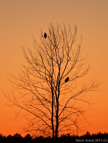 sunset bird nocturnal pair raptor owl birdofprey greathornedowl ghow