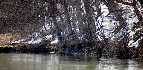 trees creek stream upstatenewyork newyorkstate schenevus otsegocounty townofmaryland edbrodzinsky schenevuscreek