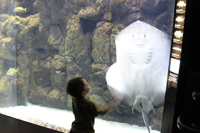 giant sting ray