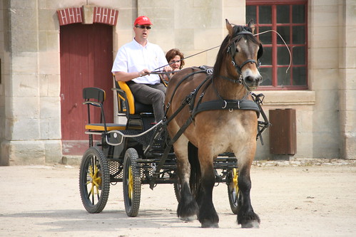 horses horse cheval driving carriage 300views 300 each equine chevaux drafthorse ceffylau trait champagneardenne eich heavyhorse attelage capall over300views trekpaard chevaldetrait equinephotography ardennais zugpferd capaill kezeg equinephotographer attelages montierender harasnational traitardennais harasnationaldemontier