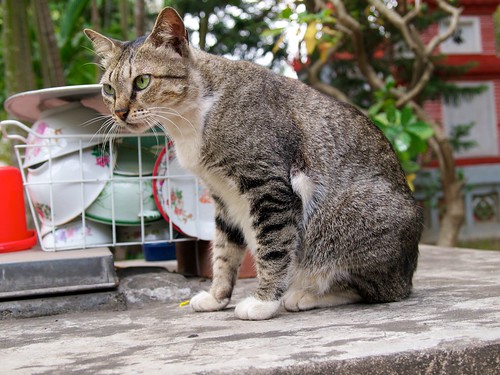 Cat near One Pillar Pagoda