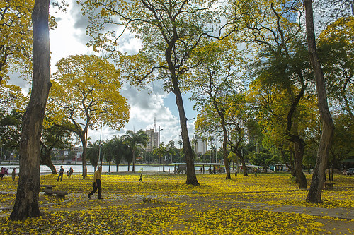 parque flores yellow canon natureza centro árvores xsi amarelos ipês solondelucena 450d panoramafotográfico panoramafotografico thebestofmimamorsgroups