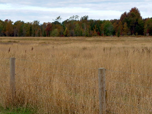 trees sky tree field wisconsin rural post country greenery hay wi fencepost countrylife marshfield centralwisconsin marshfieldwi