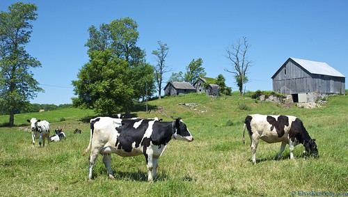 blue trees sky white black green abandoned field cheese wisconsin farmhouse barn rural denmark cow milk unitedstates cows eating farm tail country north spot bull moo eat spots pasture meal spotted feed dairy pastoral hoof herd bovine tails holstein udder hooves udders kewanee