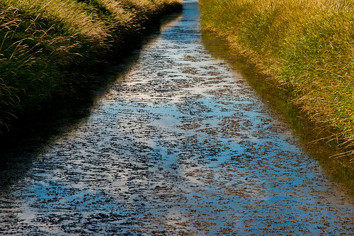 reflection water grass pattern roadtrip idaho channel ttt kootenaiwildliferefuge kootenai bonnersferry bonners teardroptrailertour