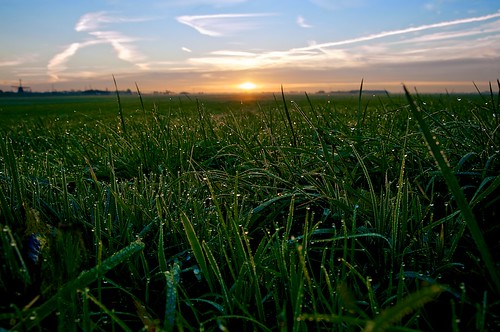new morning sun holland dutch field grass sunrise dawn day flat farm horizon thenetherlands meadow dew agriculture farmfield zoeterwoude weipoort