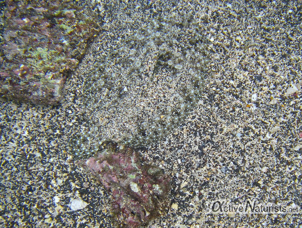 flatfish 0000 Kapoho tide pools, Hawaii, USA