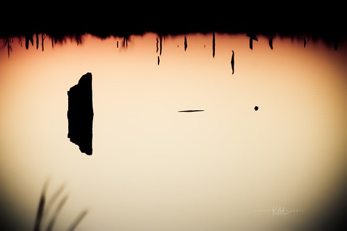 sunset lake reflection reed water grass texas stump vignette deadhead lakelimestone